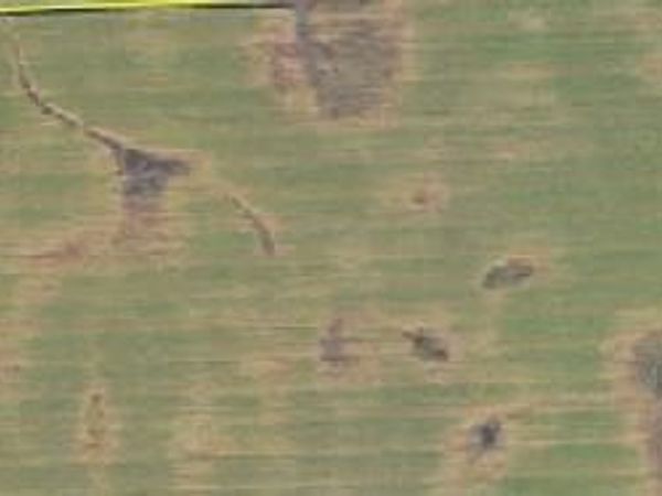 14409 560th Avenue, Donnelly, MN 56235