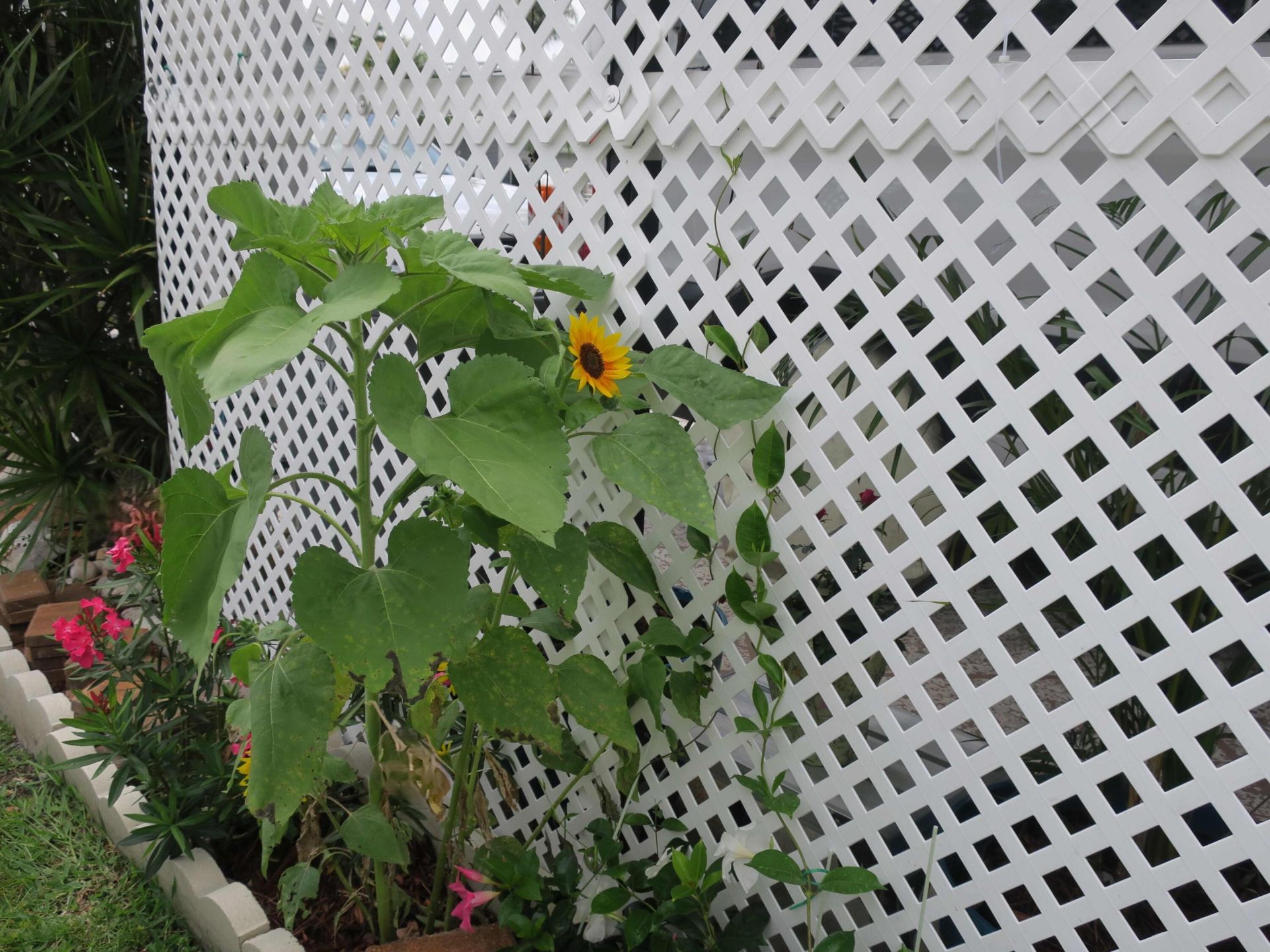 51010 Galina Bay, Boynton Beach, FL 33436 Photo