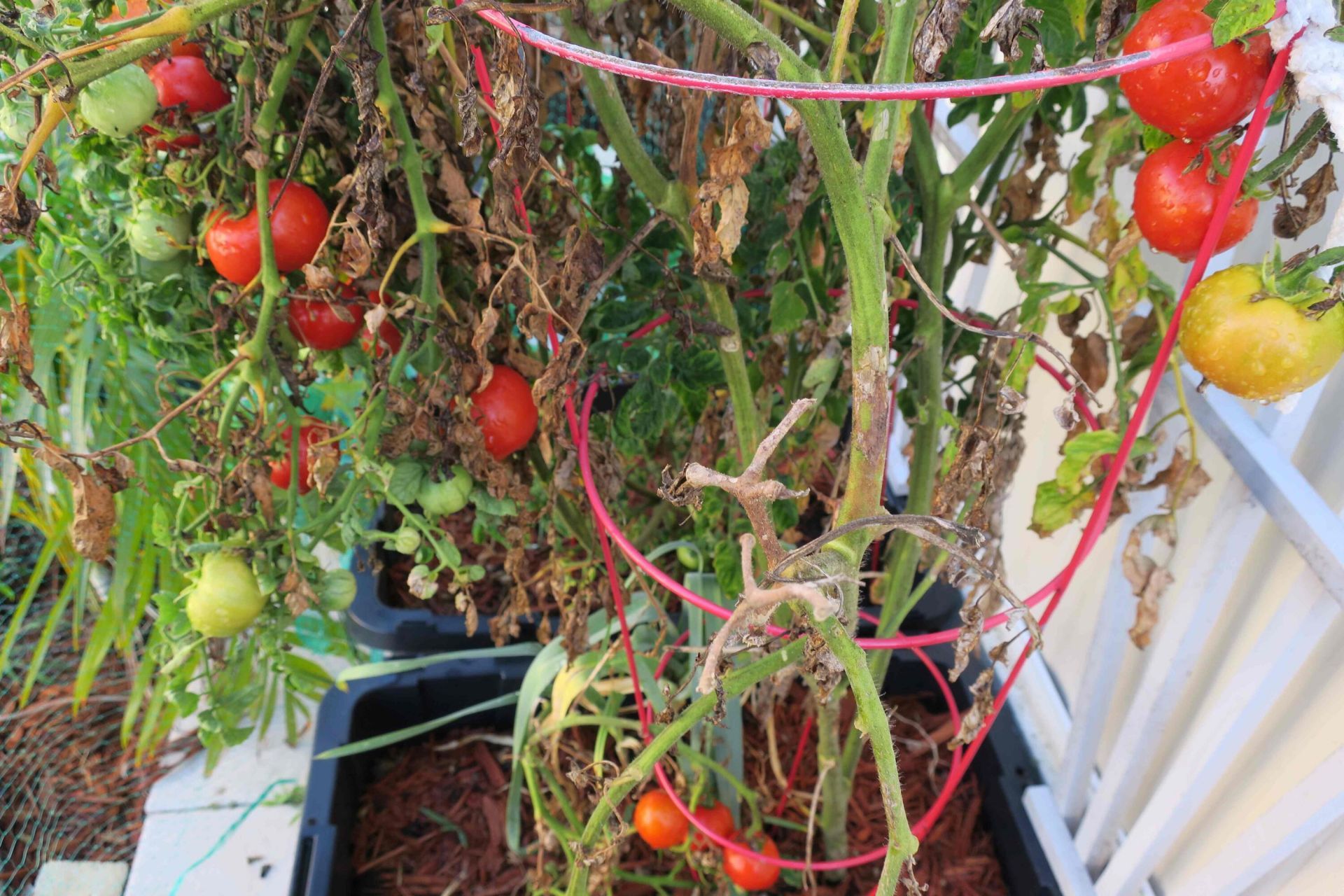 51010 Galina Bay, Boynton Beach, FL 33436 Photo