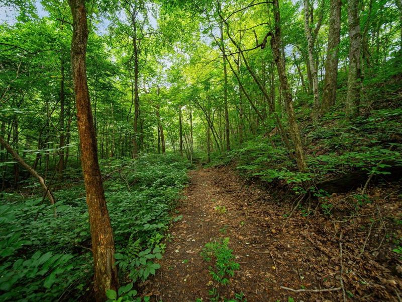 9758 Wesley Chapel Road, Mount Perry, OH 43760 Photo 18