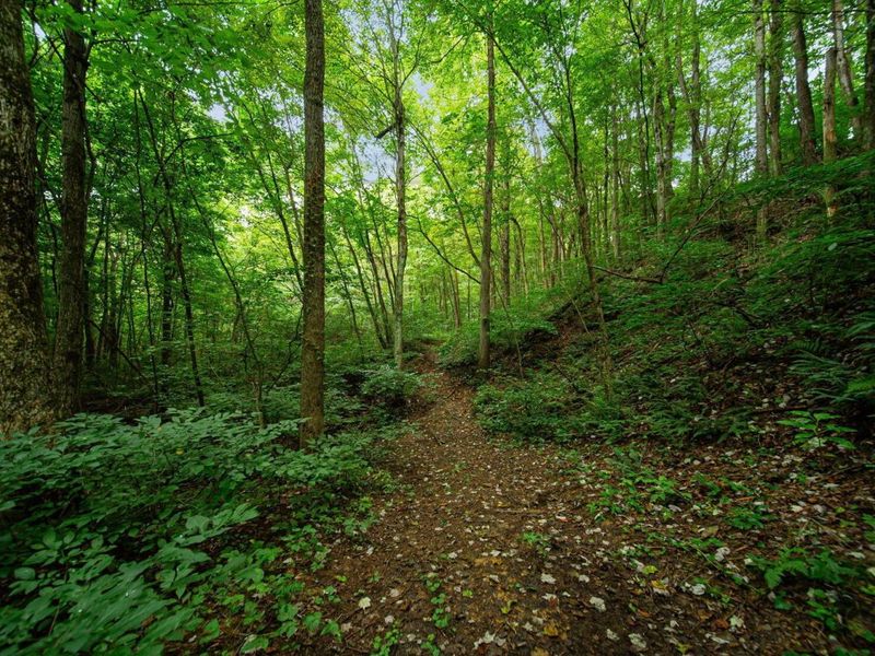 9758 Wesley Chapel Road, Mount Perry, OH 43760 Photo 19