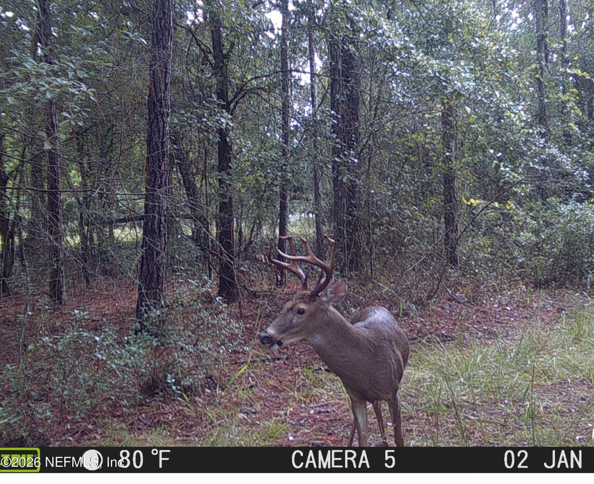 1270 County Road 241, Lulu, FL 32061 Photo