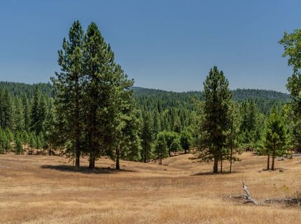 7401 Schaad Rd, Wilseyville, CA 95257 Photo