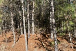 6 Red Oak Rd photo 4