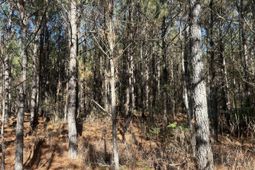 6 Red Oak Rd photo 4