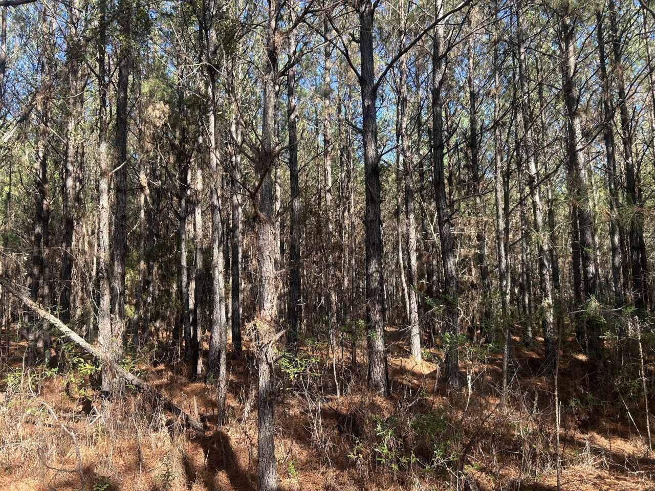 6 Red Oak Rd Photo 4