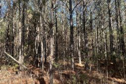 6 Red Oak Rd photo 4