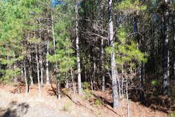 6 Red Oak Rd photo 4