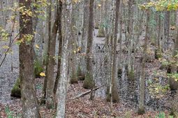 00 Betsy Hole Road photo 4