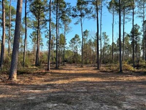 TBD-B County Road 216, Beckville, TX 75631