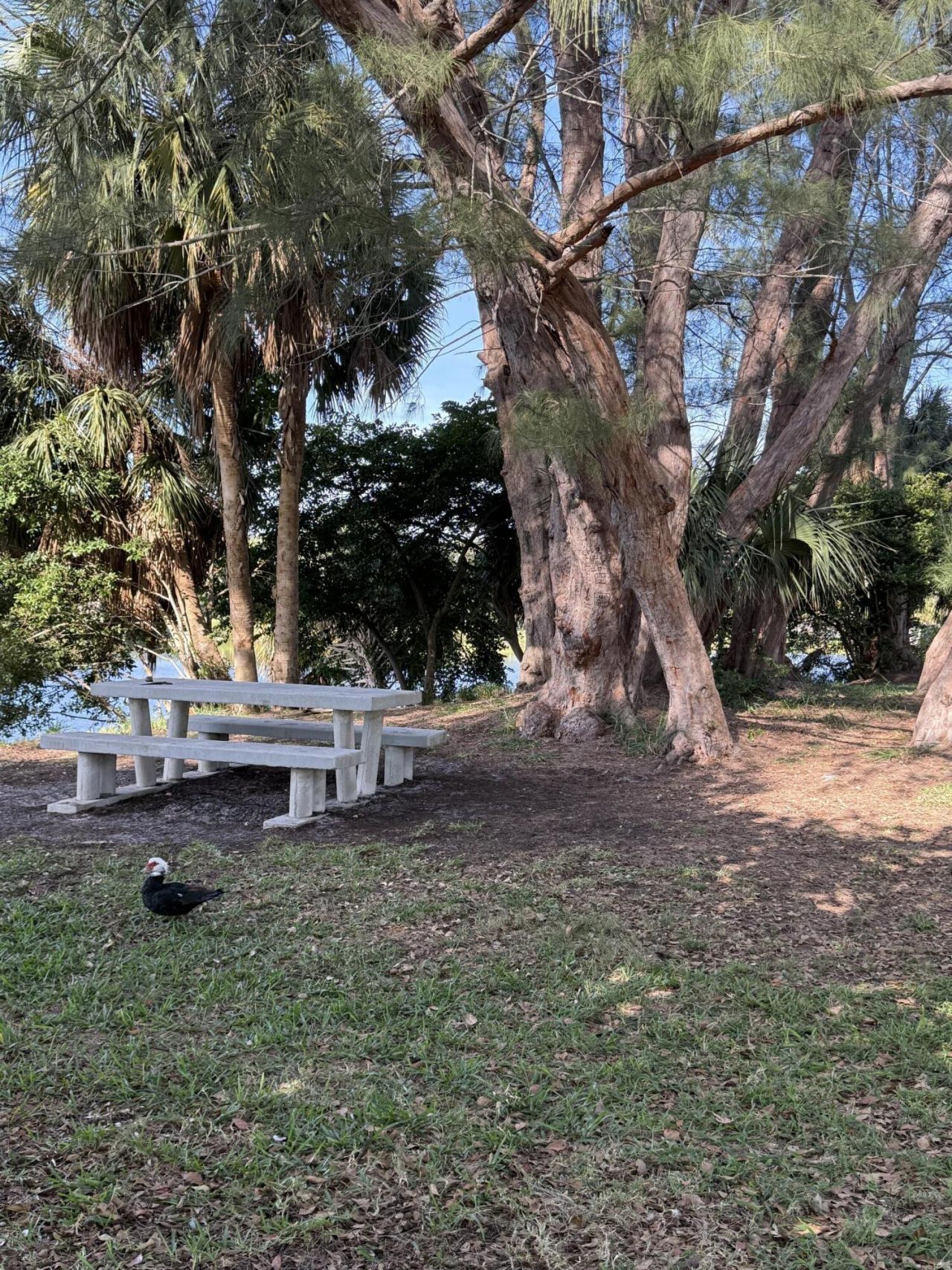 2960 Lake Osborne Drive, Unit 209, Lake Worth Beach, FL 33461 Photo