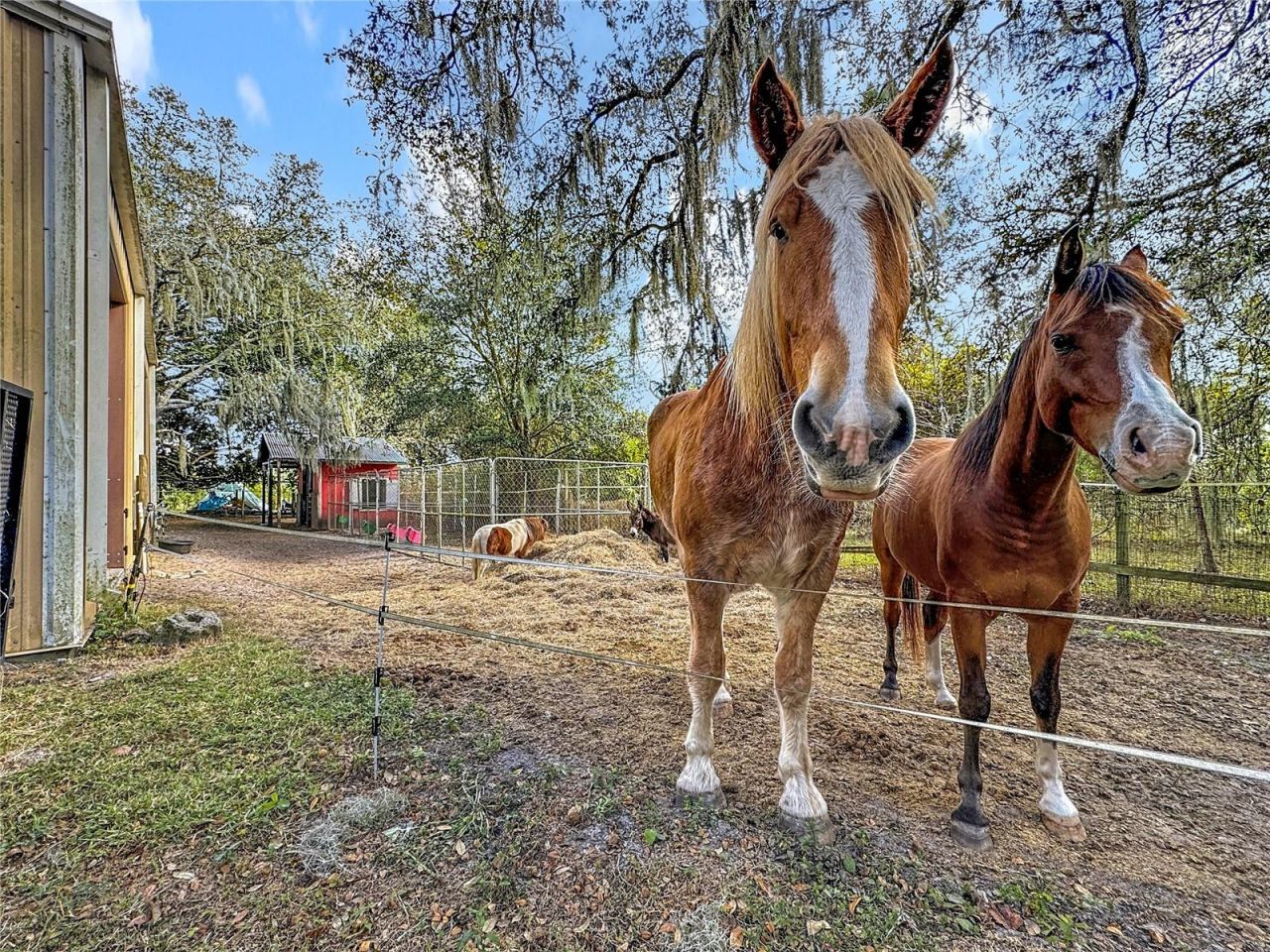 4295 Rambler Avenue, Saint Cloud, FL 34772 Photo