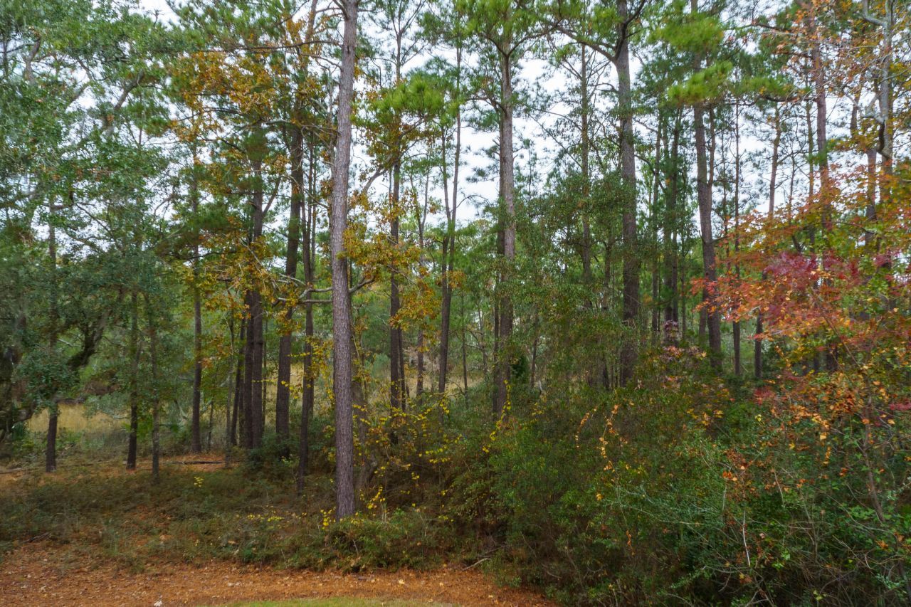 229 Slipper Shell Court Photo 27