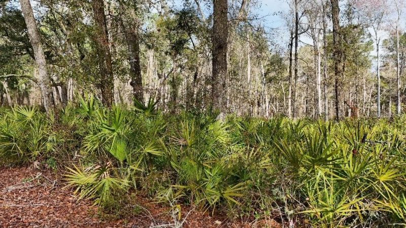 Se 68th Terrace, White Springs, FL 32096 Photo