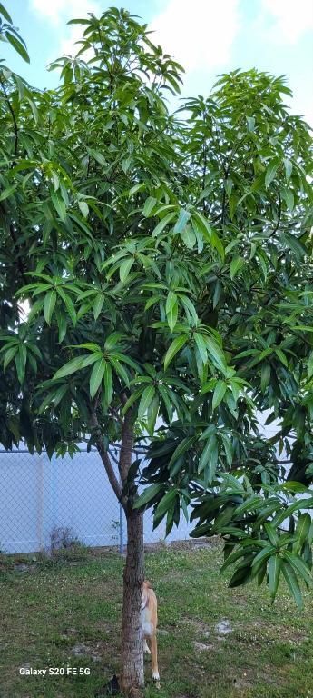 4026 SW Haycroft Street, Port Saint Lucie, FL 34953 Photo