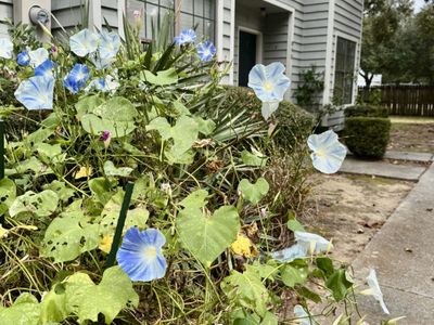 890 Sea Gull Drive, Mount Pleasant, SC 29464