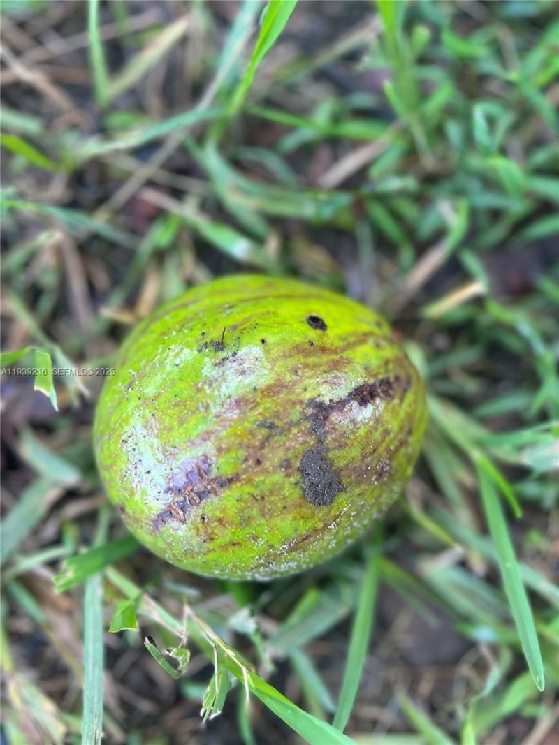 17540 SW 254th St, Homestead, FL 33031 Photo