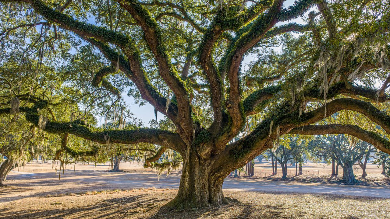 235 Country Club Lane Photo 62