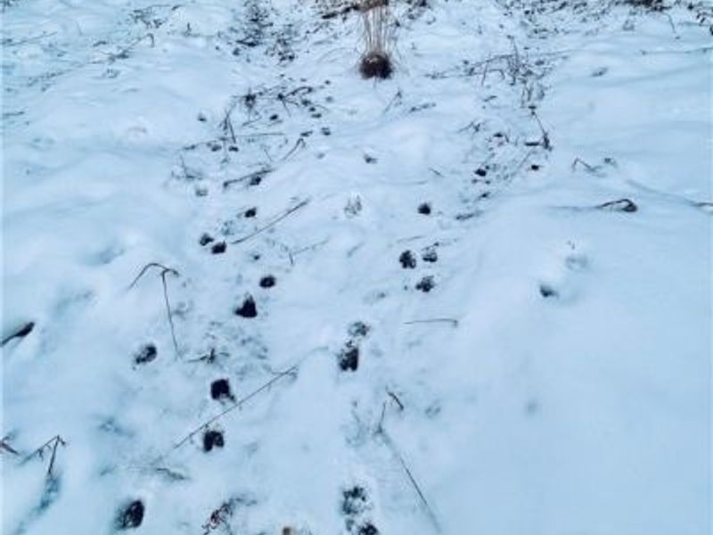 Auburn Road, Newbury, OH 44065 Photo 18