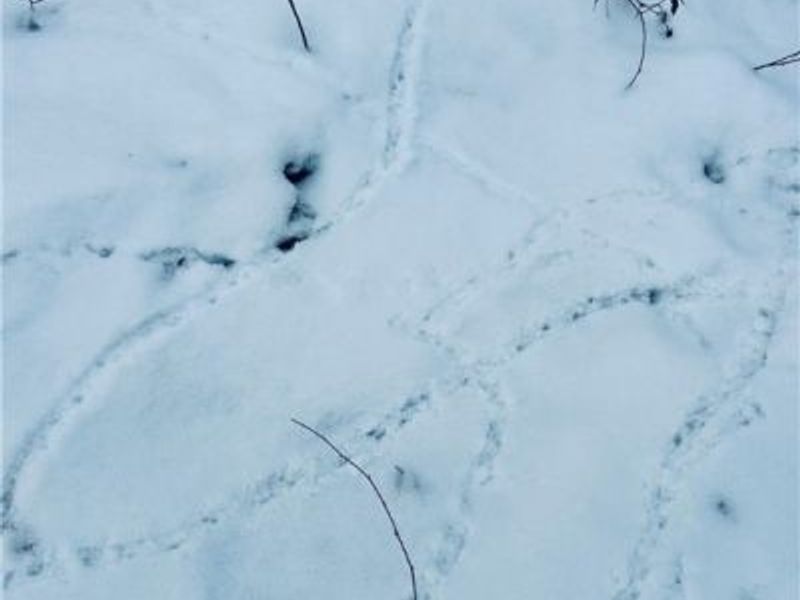 Auburn Road, Newbury, OH 44065 Photo 24