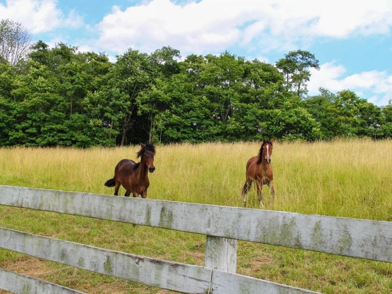 16187 Kreashbaum Road, Rockbridge, OH 43149 Photo 85