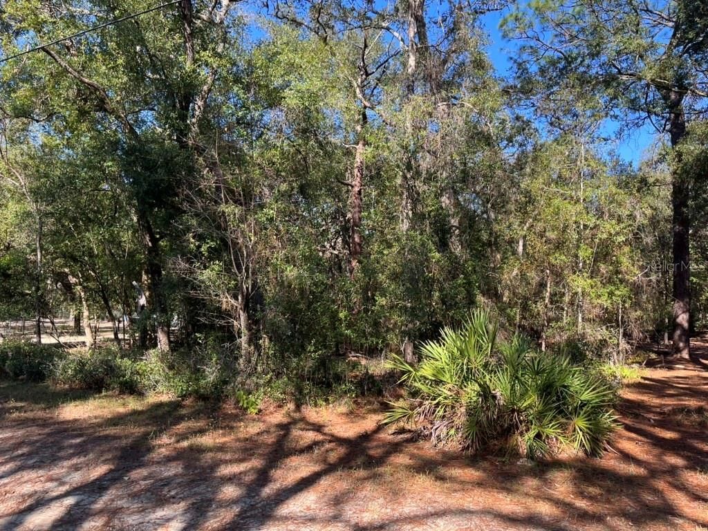 North Road, Altoona, FL 32702 Photo