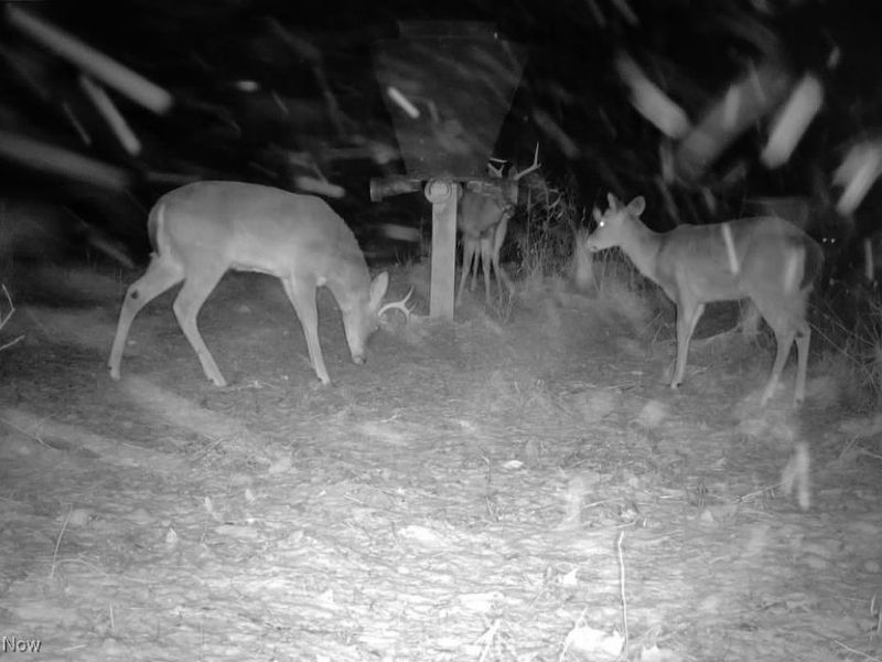 County Road 9, New Matamoras, OH 45767 Photo 10