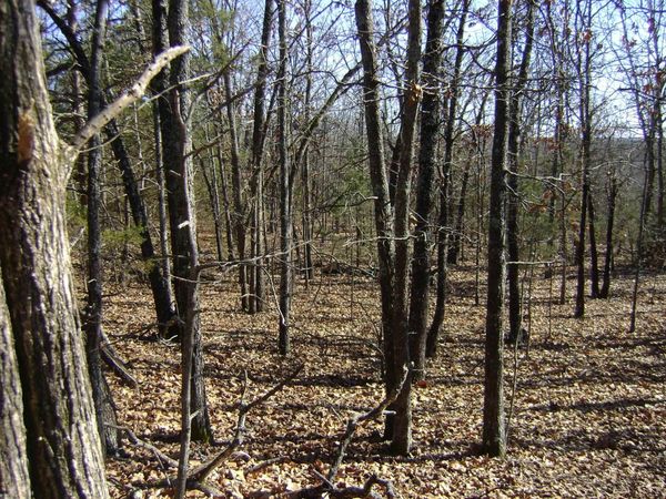 XXX Venture Lane, Ash Flat, AR 72513