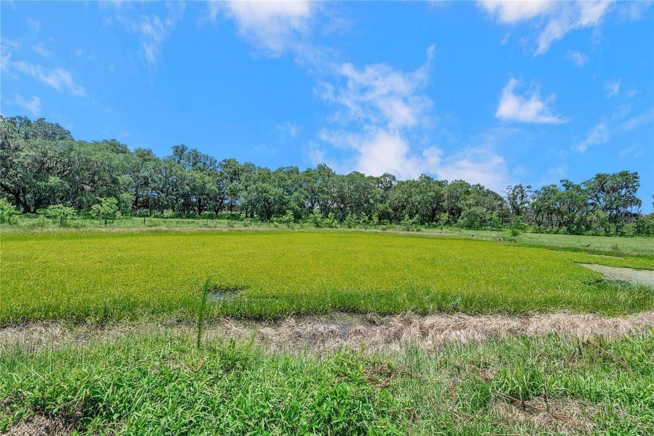 7405 Williams Road, Seffner, FL 33584 Photo