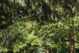 2729 Bohicket Rd. photo 4