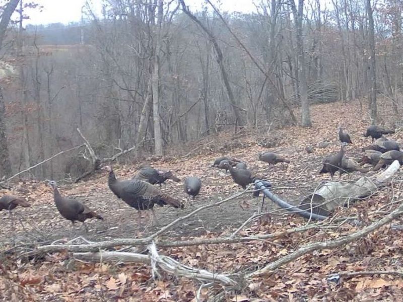 Edendale Road, Portsmouth, OH 45662 Photo 10