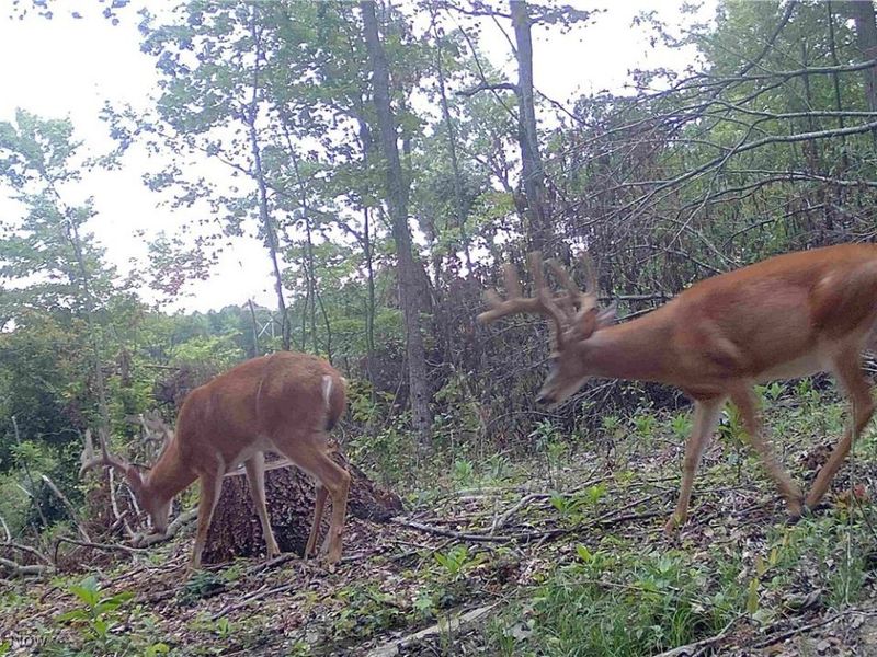 Edendale Road, Portsmouth, OH 45662 Photo 11