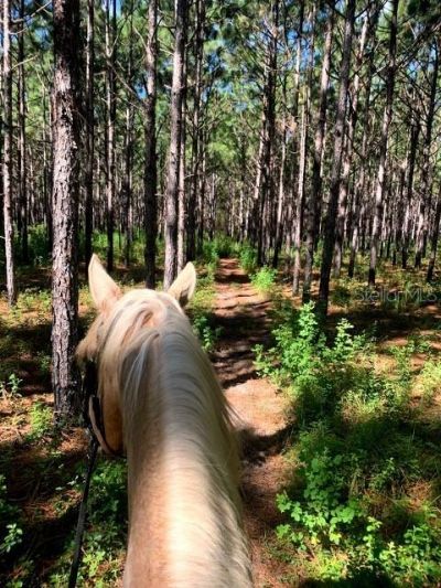 3428 N Bravo Drive, Beverly Hills, FL 34465 Photo