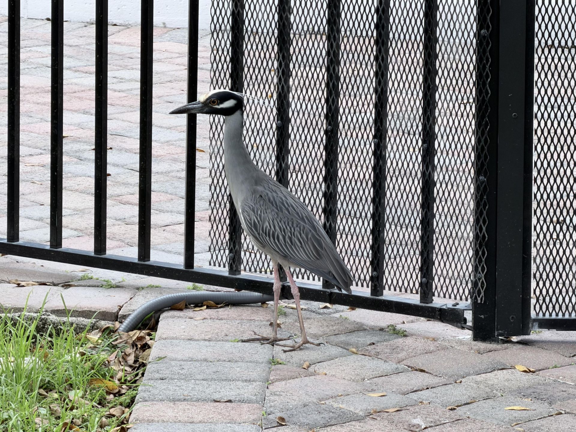 1000 NE 14th Avenue, Unit 503, Hallandale Beach, FL 33009 Photo