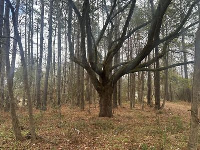 2437 Cape Road, Johns Island, SC 29455