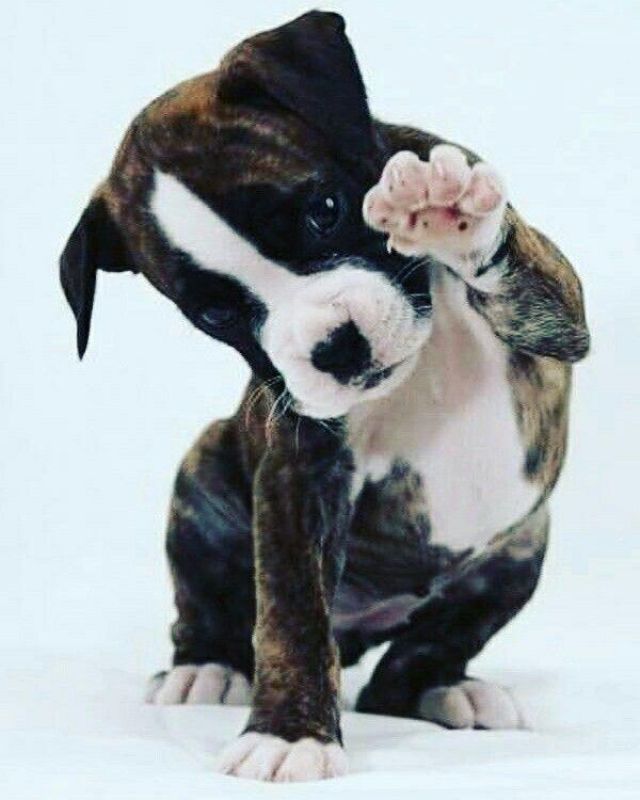 9632 Sills Drive E, Unit 204, Boynton Beach, FL 33437 Photo