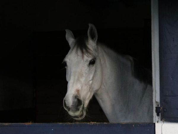 1634 Trotter Court, Wellington, FL 33414