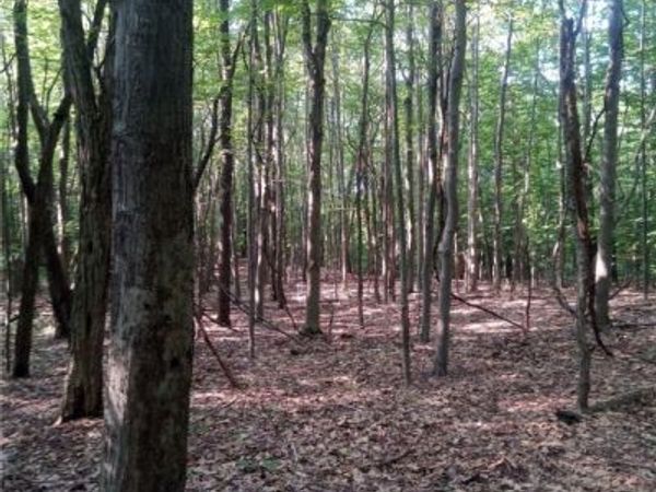 Chautauqua RD, Portland, NY 14063