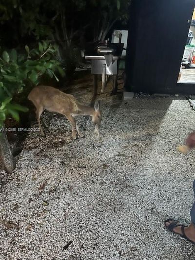 74 Pelican Ln, Big Pine Key, FL 33043 Photo