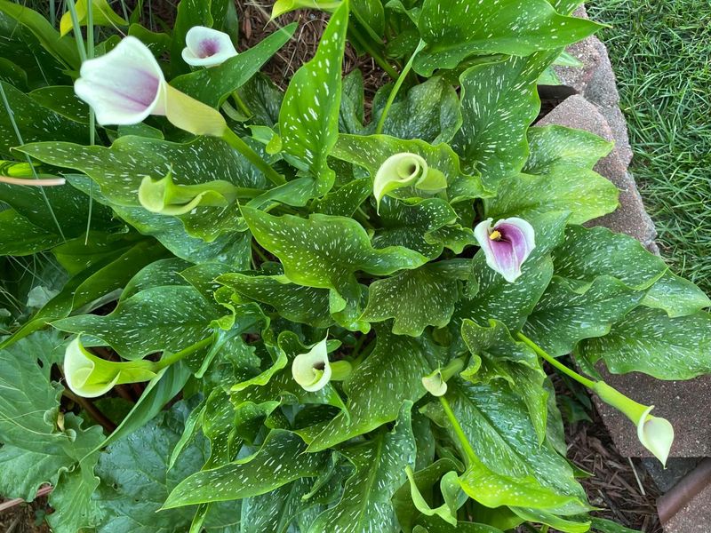 1046 Summit Street, Columbus, OH 43201 Photo 37