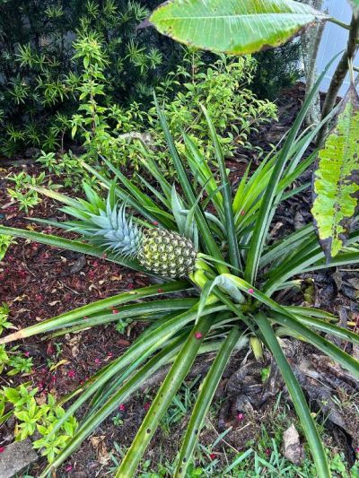 2374 SW Chateau Terrace, Port Saint Lucie, FL 34953 Photo