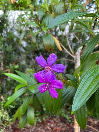 2374 SW Chateau Terrace, Port Saint Lucie, FL 34953 Photo