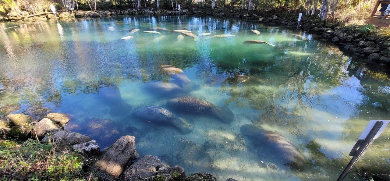 3929 N Sagomon Point, Crystal River, FL 34428 Photo