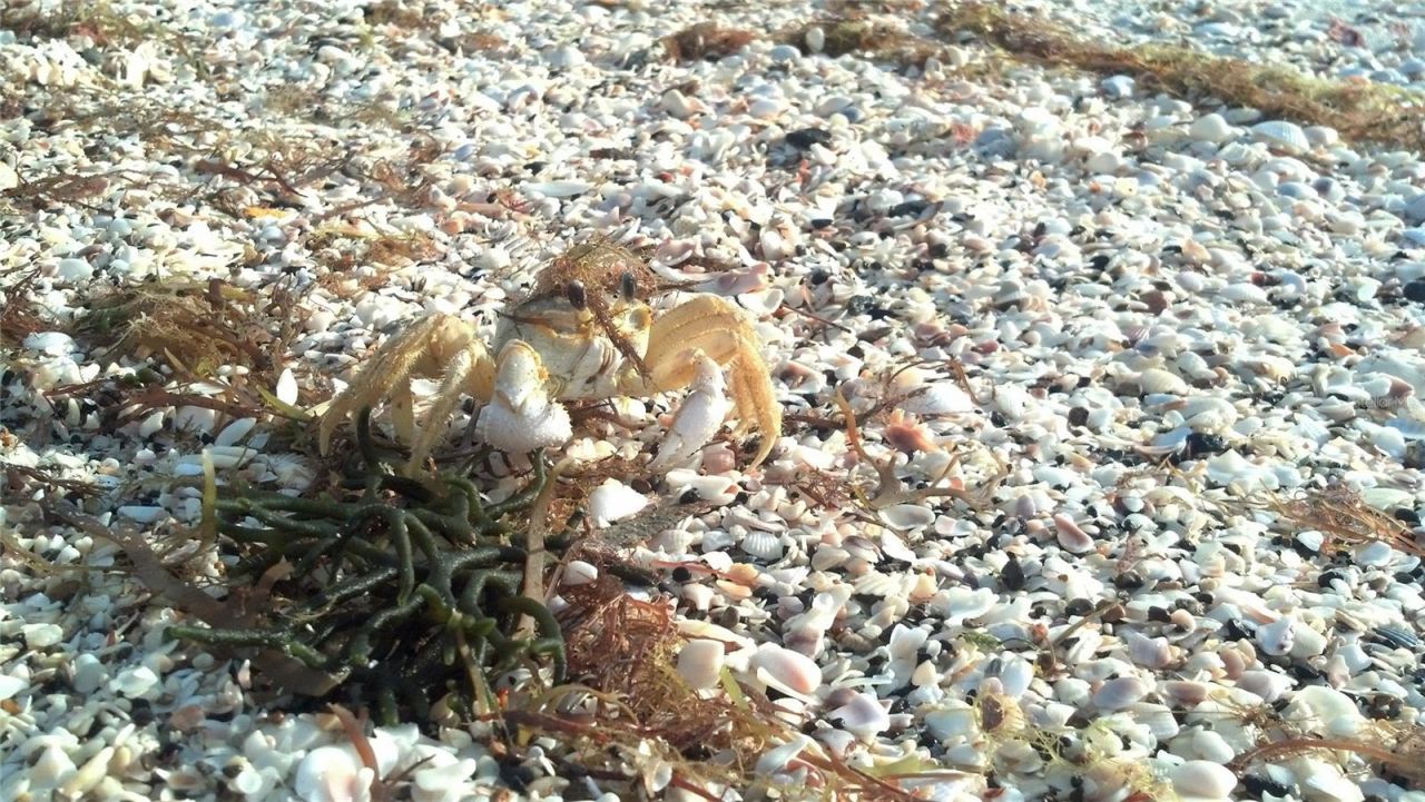 2101 SW Trafalgar Parkway, Cape Coral, FL 33991 Photo