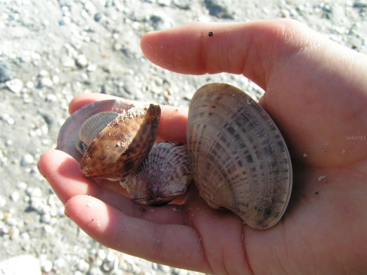 2101 SW Trafalgar Parkway, Cape Coral, FL 33991 Photo