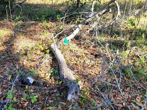 842 Ridge Road, Tallahassee, FL 32305