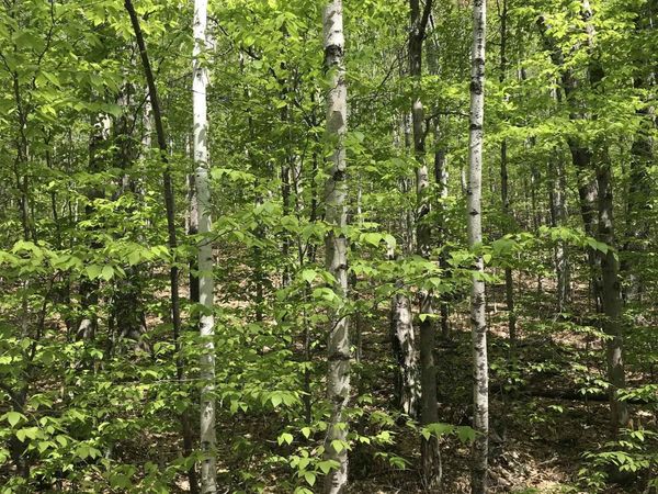 David Thompson Drive, Unit 10, Campton, NH 03223