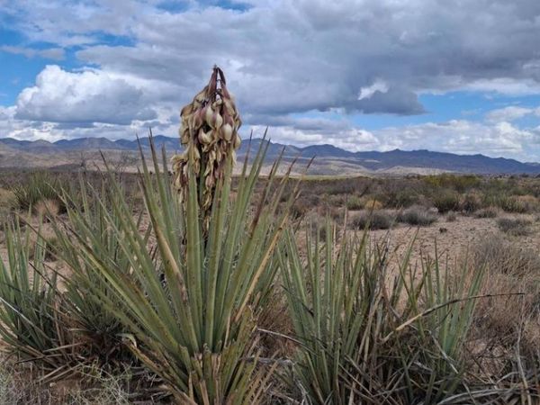 7 Paled Dunes Rd Drive, Blythe, CA 92225