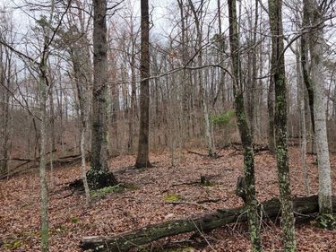 3504 East Fork Road, Means, KY 40346