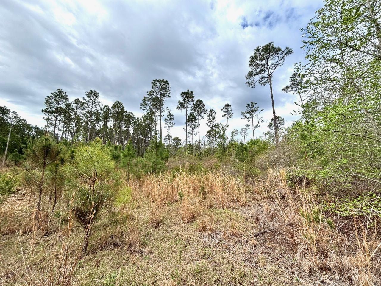 Vacant SW Ontario Road, Greenville, FL 32331 Photo